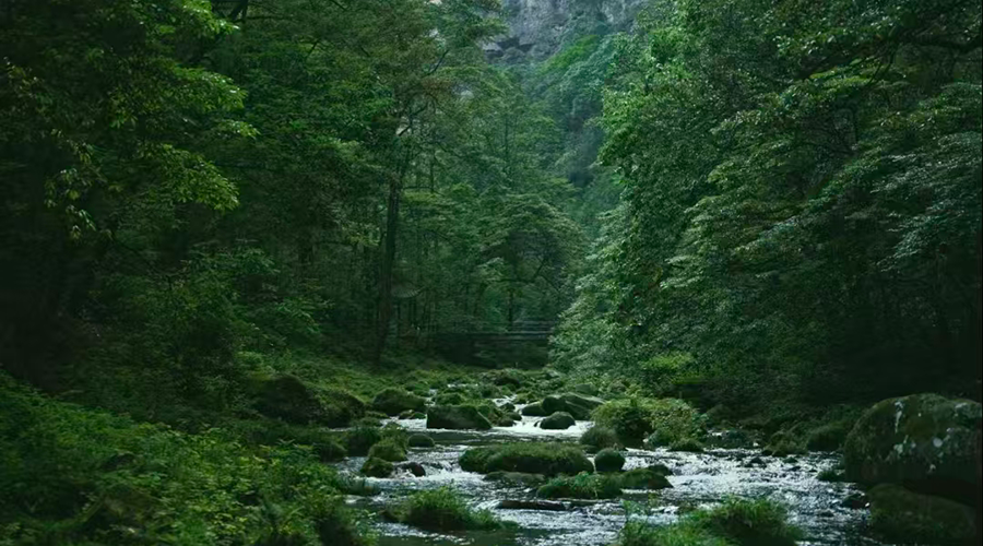 Zhangjiajie National Forest Park - Golden Whip Stream