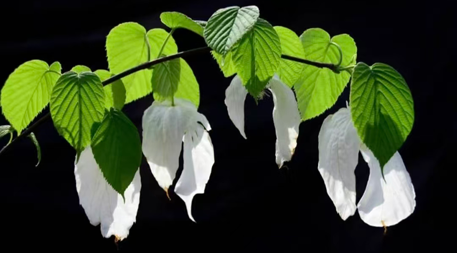 Davidia involucrata (Dove Tree) in full bloom on Fanjing Mountain