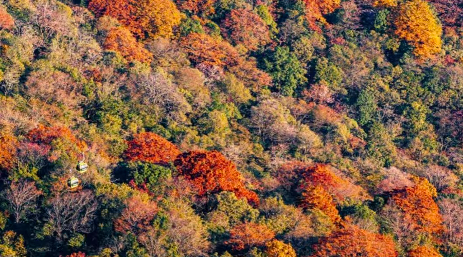 Fanjing Mountain in Autumn with vibrant red and golden foliage