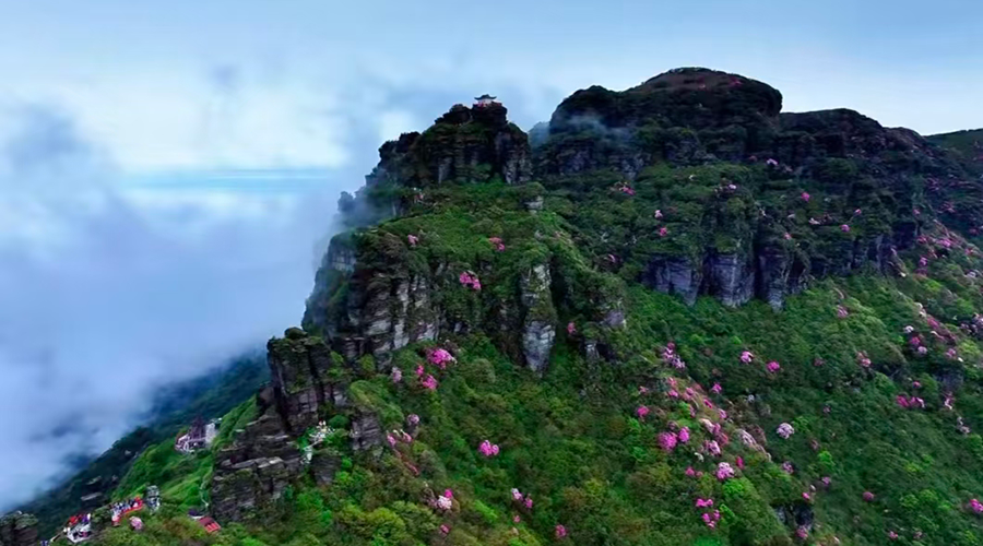 Fanjing Mountain in Spring with blooming rhododendrons and dove trees