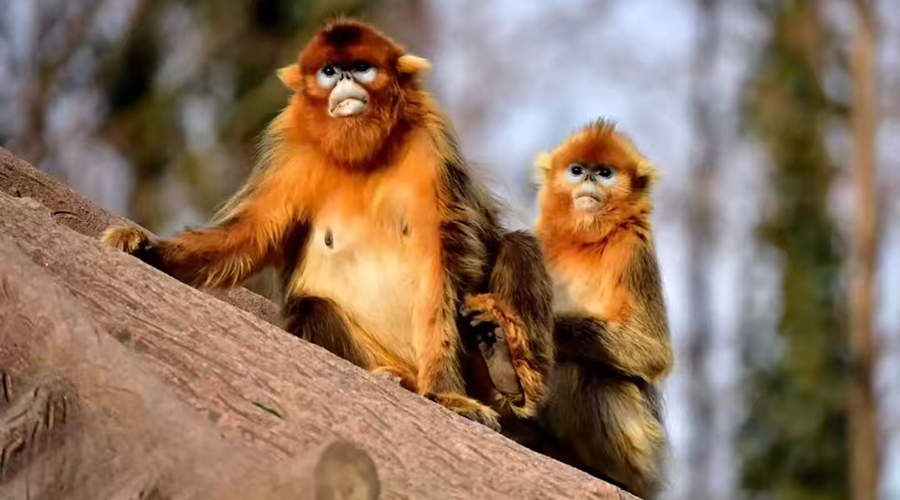 Guizhou golden snub-nosed monkey on Fanjing Mountain