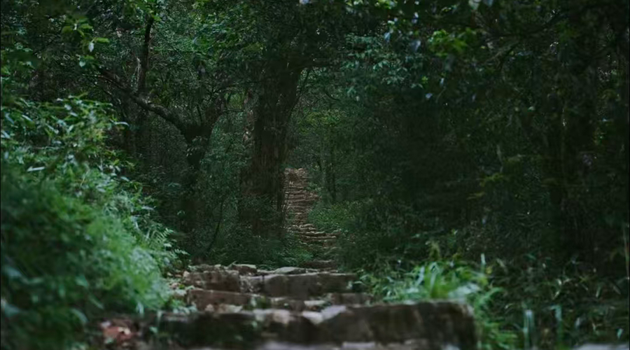 Fanjing Mountain - China's Natural Oxygen Bar with lush forest canopy