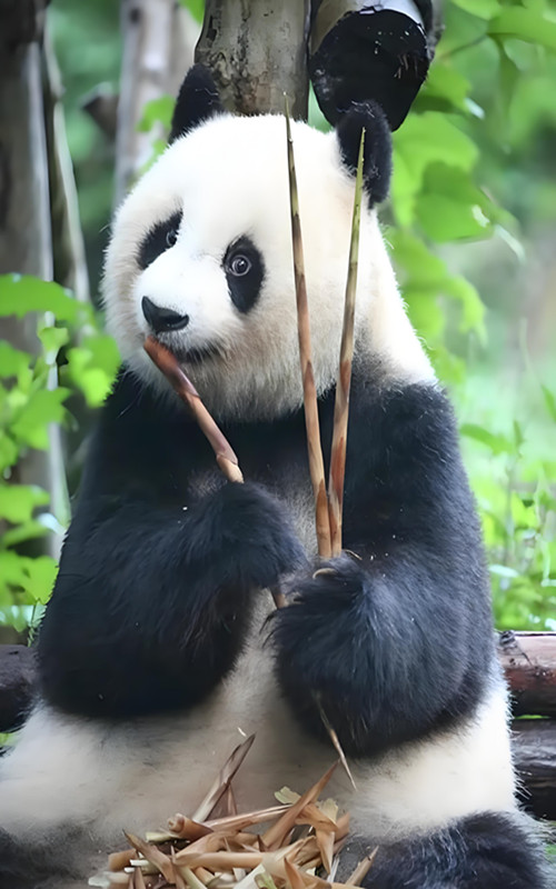 CHENGDU