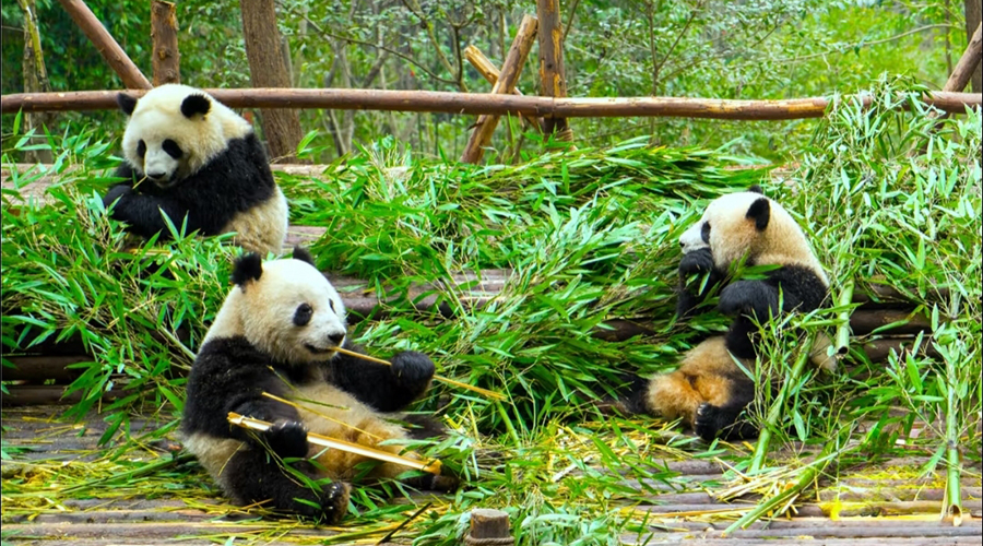Giant Panda in Bamboo