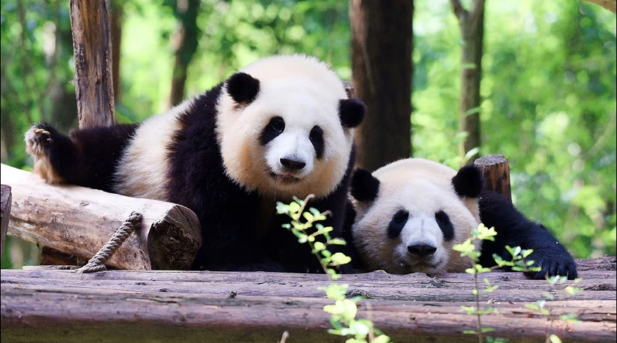 Giant Panda