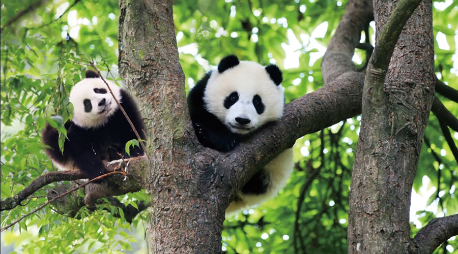 Chengdu Research Base of Giant Panda Breeding