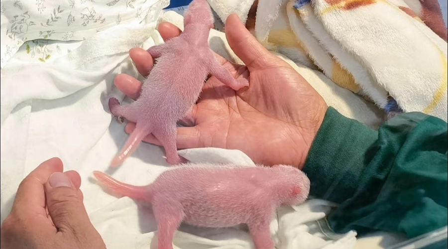 Giant Panda Cubs