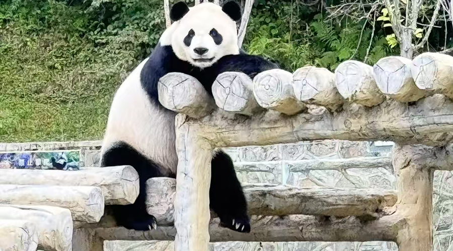 Red Panda (Ailurus fulgens)