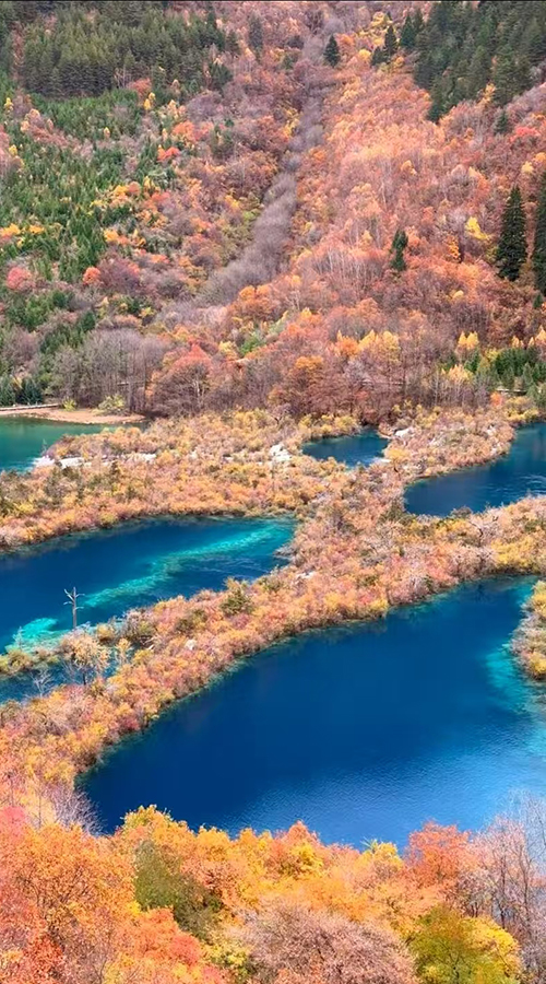 Colorful autumn forests in Jiuzhaigou with vibrant red, yellow and green foliage