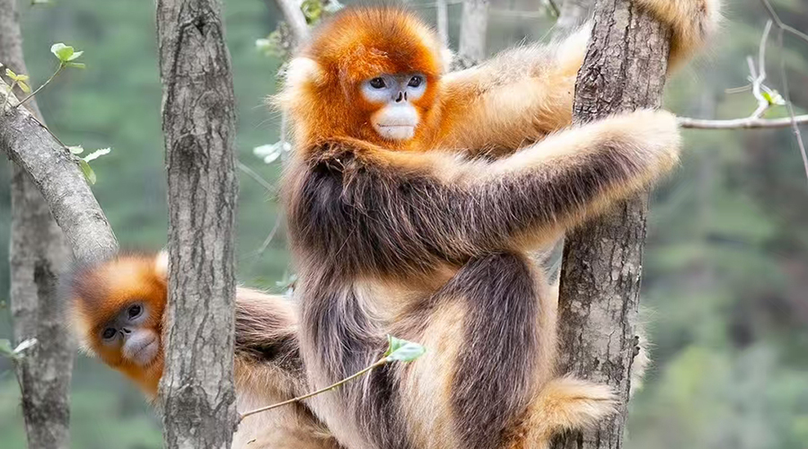 Golden Snub-Nosed Monkey