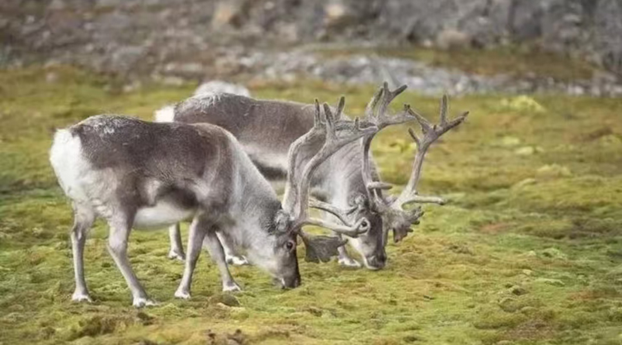 Siberian Roe Deer (Capreolus pygargus)
