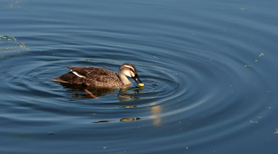 Spot-Billed Duck (Anas zonorhyncha)
