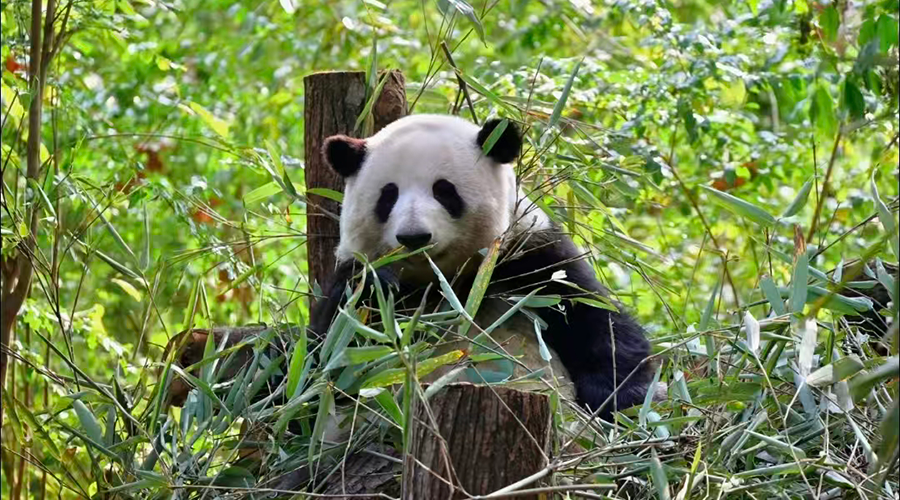 Chengdu-Research-Base-Giant-Panda-Huahua